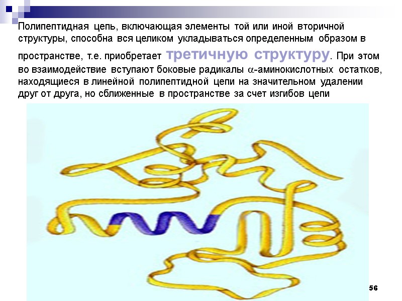 56 Полипептидная цепь, включающая элементы той или иной вторичной структуры, способна вся целиком укладываться